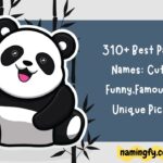 Panda Names