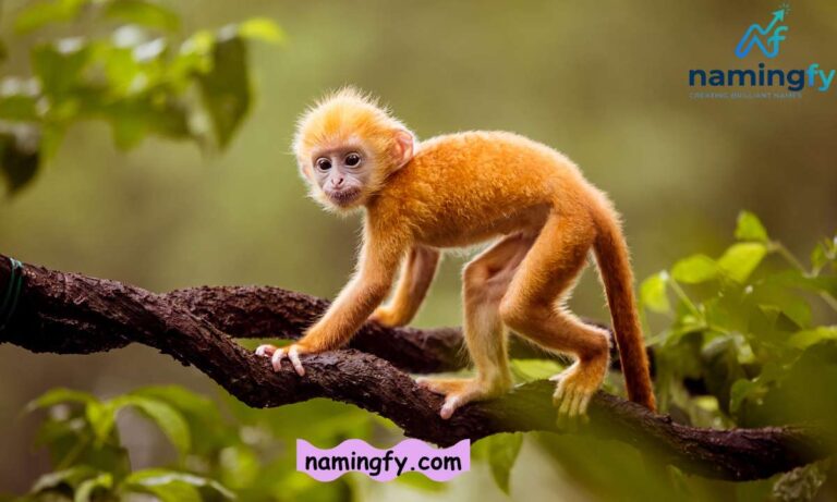 Monkey Names