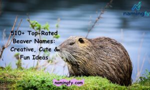 beaver names