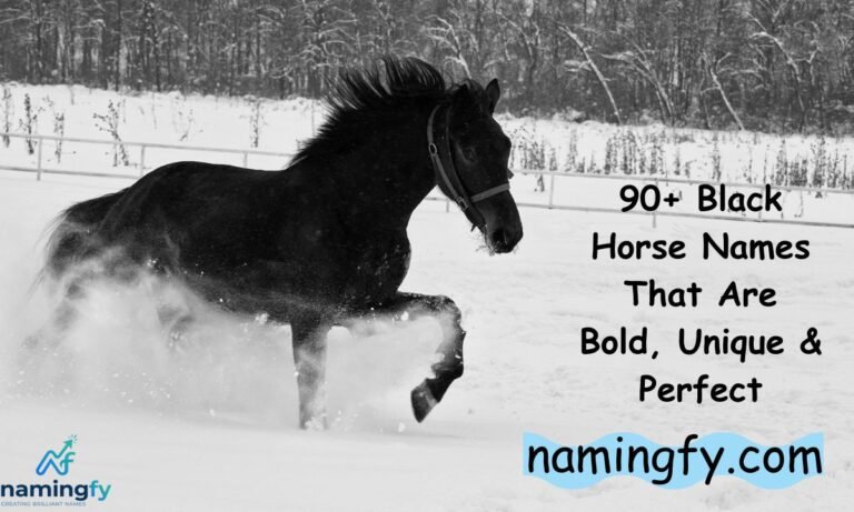 black horse names